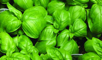 Fresh basil