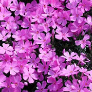 Creeping Phlox