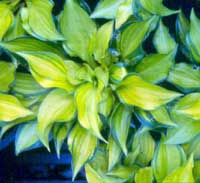 Cracker Crumbs Hosta