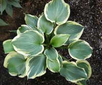 Earth Angel Hosta