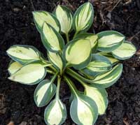 Holy Mouse Ears Hosta