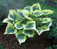 Liberty Hosta
