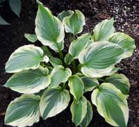 Lime Smoothie Hosta