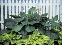 Millenium Hosta