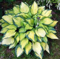 Orange Marmalade Hosta
