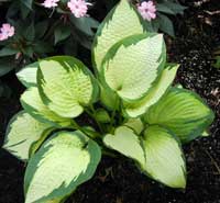 Paul's Glory Hosta