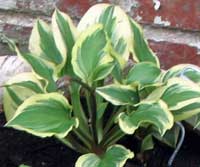 Pixie Vamp Hosta