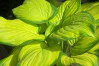 Stained Glass Hosta