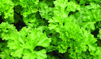 Parsley Curly
