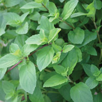 Peppermint