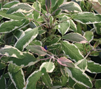 Sage Tricolor